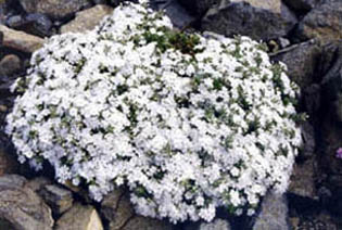 Phlox nivalis 'Nivea'